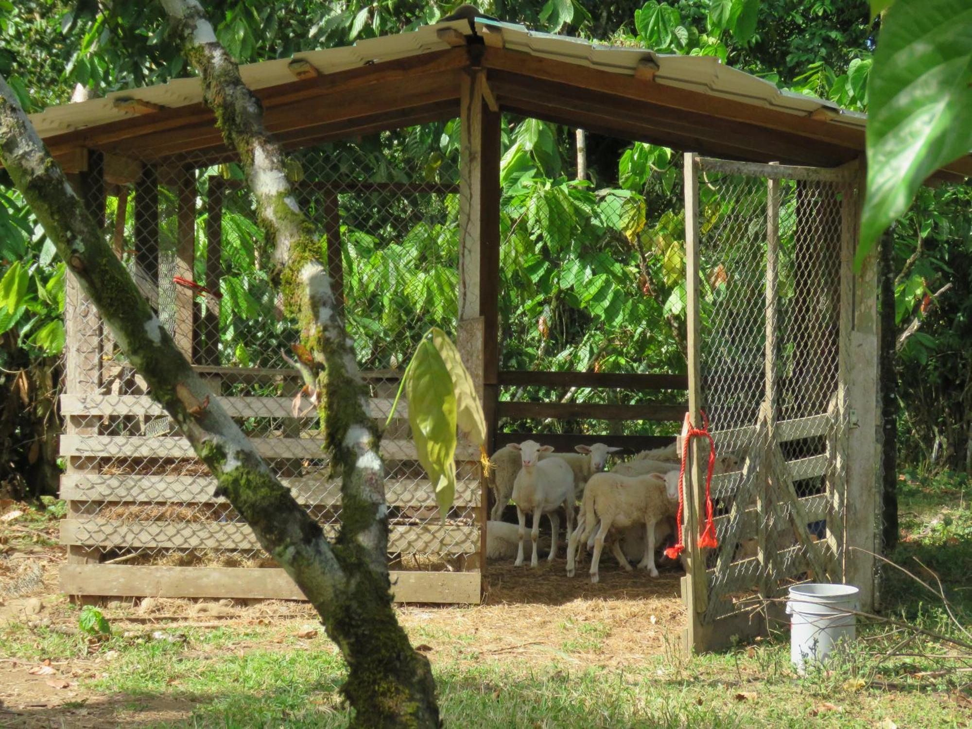 Villa Vocaré Agroecoturismo Upala Exterior foto